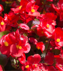 Begónia drobnokvetá červená - Begonia multiflora - cibuľoviny - 2 ks