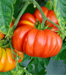 Paradajka Brandywine červená - predaj semien paradajok - 7 ks