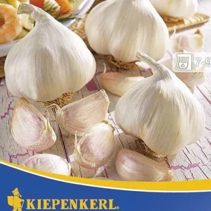 Cesnak sadbový Vivalto - Allium Vivalto - sadbový cesnak - 3 ks