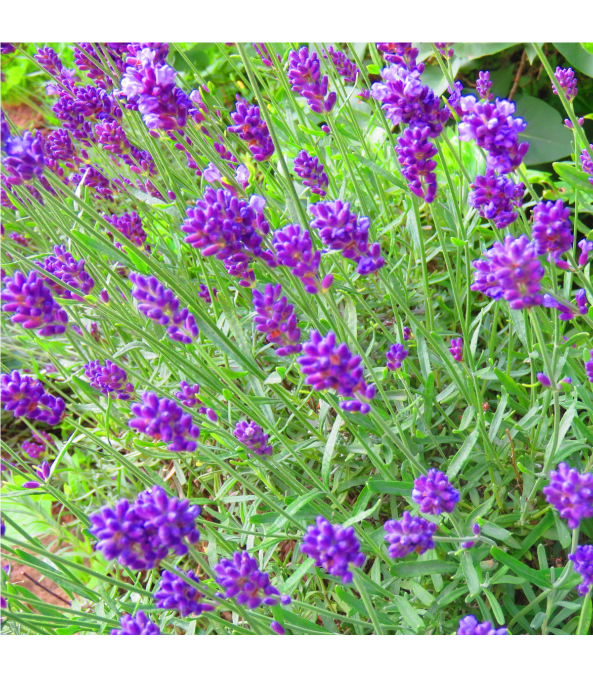Levanduľa lekárska fialová - Ellegance purple - Lavandula angustifolia - semená levanduľa - 15 ks