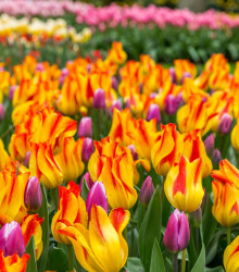 Tulipán Giuseppe Verdi - holandské tulipány  - cibuľky tulipánov - 3 ks