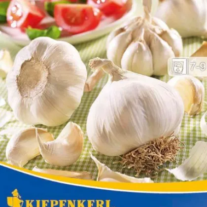 Cesnak sadbový Arno - Allium Arno - sadbový cesnak - 3 ks