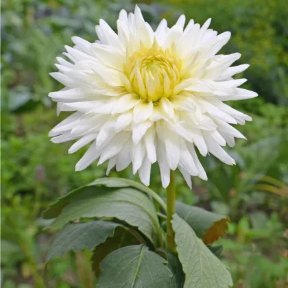 Georgína White Star - Dahlia - cibuľoviny - 1 ks