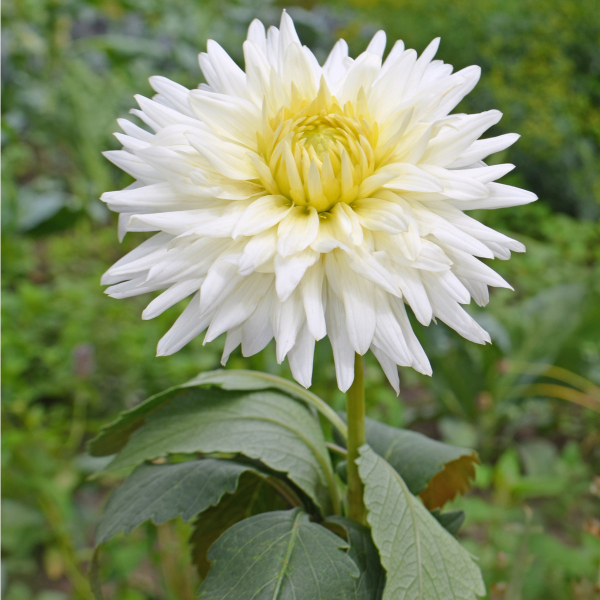 Georgína White Star - Dahlia - cibuľoviny - 1 ks