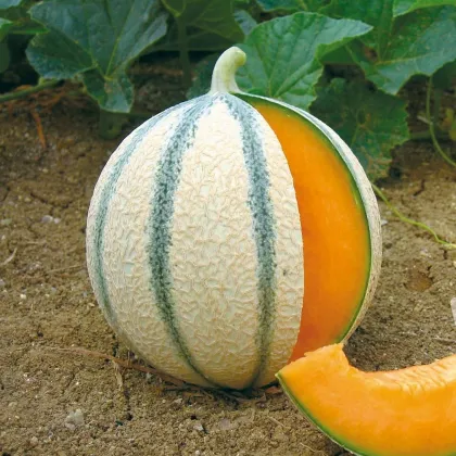 Melón cukrový Anasta F1 - Cucumis melo - semená - 6 ks