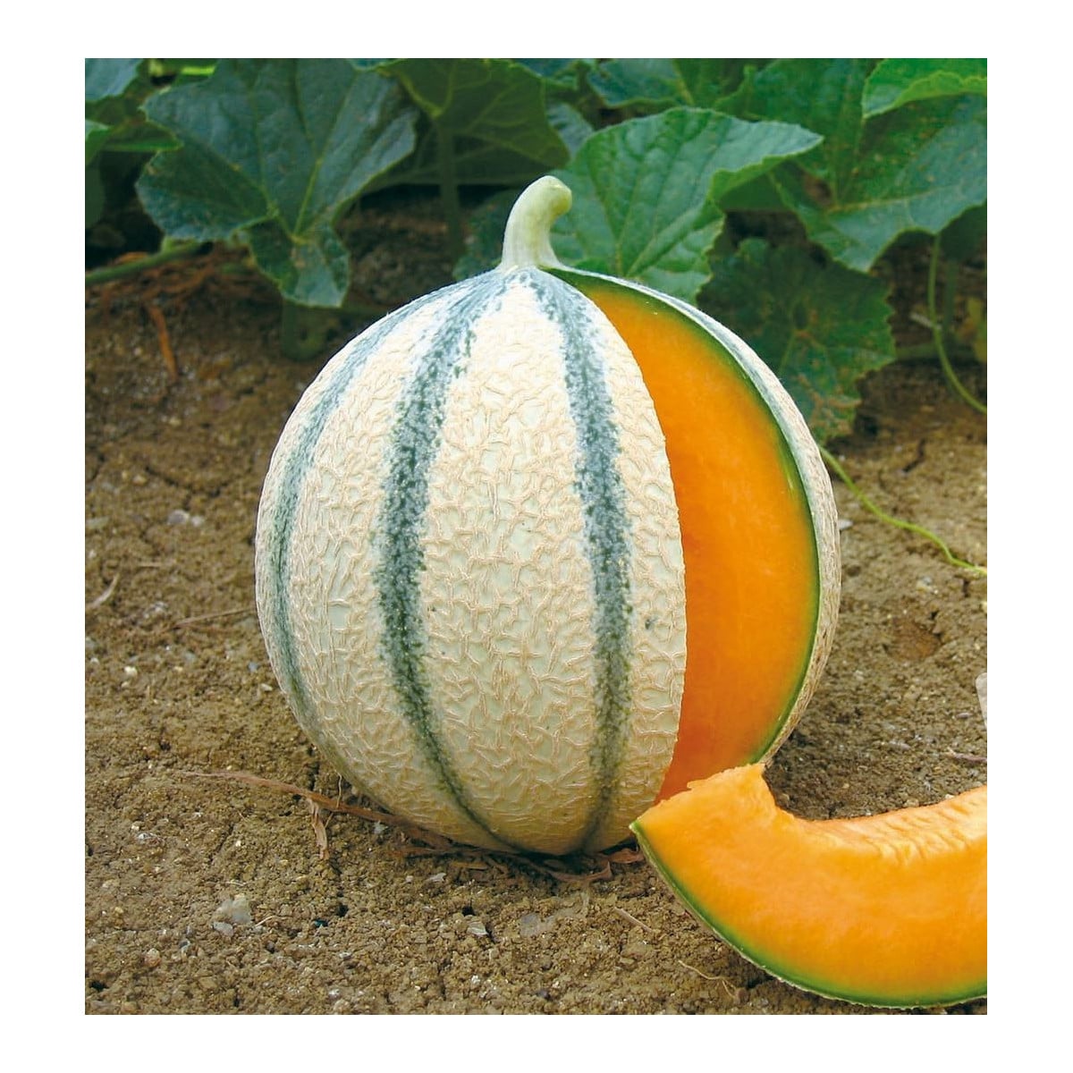 Melón cukrový Anasta F1 - Cucumis melo - semená - 6 ks
