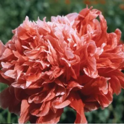 Mak siaty Frosted Salmon - Papaver somniflerum - semená maku - 10 ks