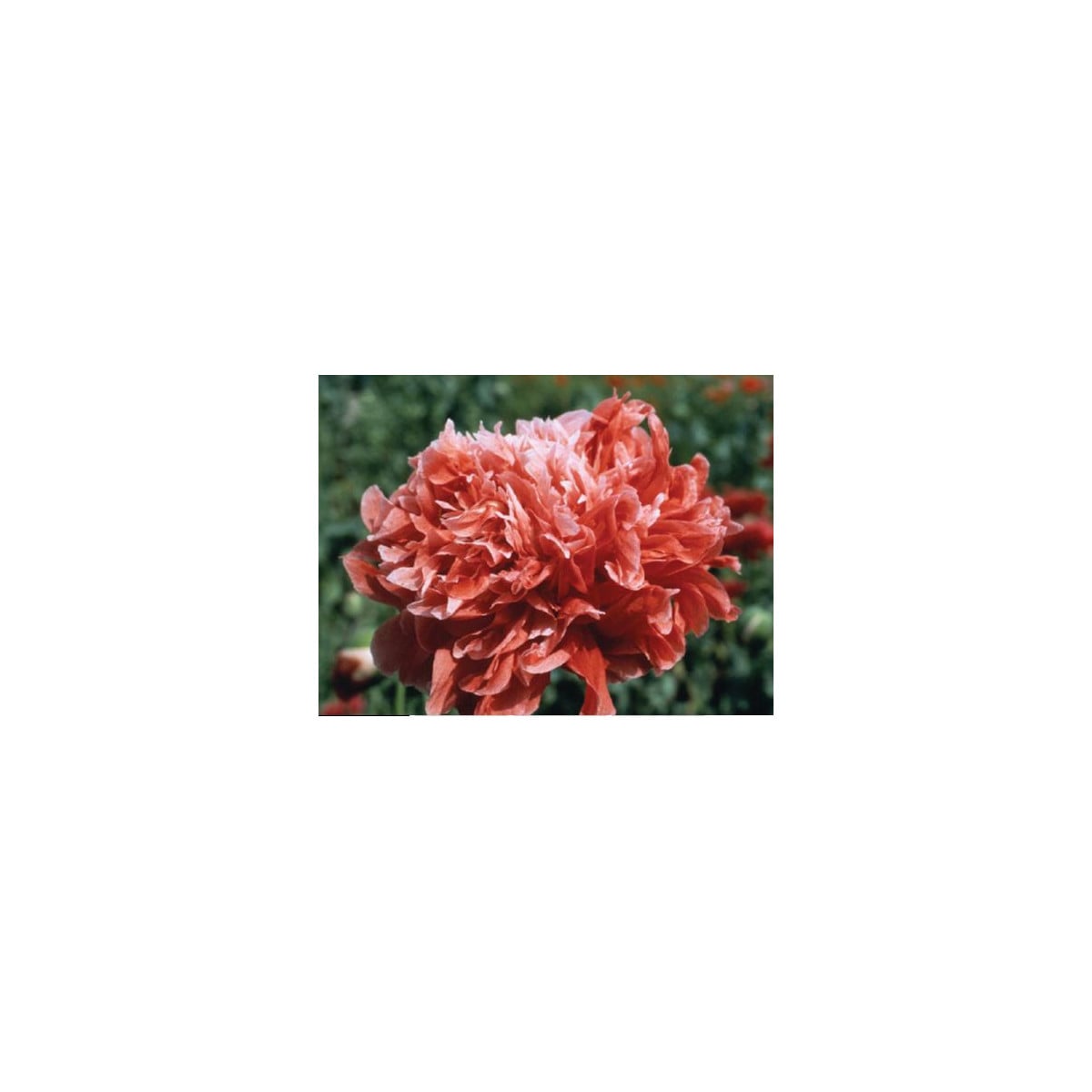 Mak siaty Frosted Salmon - Papaver somniflerum - semená maku - 10 ks