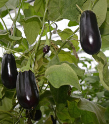 Baklažán vajcoplodý Black Beauty - Solanum melongena - semená - 60 ks