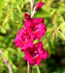 Mečík purpurový - Gladiolus Plum Tart - gladioly - cibuľoviny - 3 ks