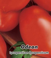 Paradajka Odeon kríčková - Lycopersicon Lycopersicum - predaj semien paradajok - 0,1 g