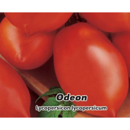 Paradajka Odeon kríčková - Lycopersicon Lycopersicum - predaj semien paradajok - 0,1 g