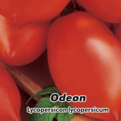 Paradajka Odeon kríčková - Lycopersicon Lycopersicum - semená paradajok - 0,1 g