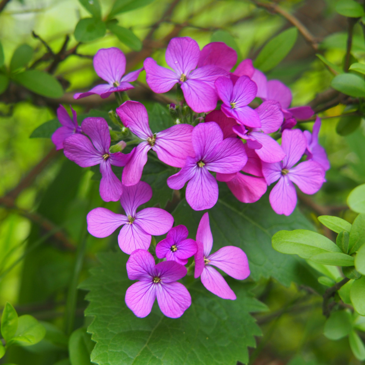 Mesačnica ročná - Lunaria annua - predaj semienok dvojročných - 1 gr