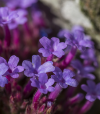 Železník lekársky - Verbena officinalis - semená železníka - 200 ks