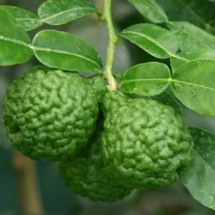 Citrónovník tŕnitý - Gáfrová limetka - Citrus hystrix - semená limetky - 3 ks