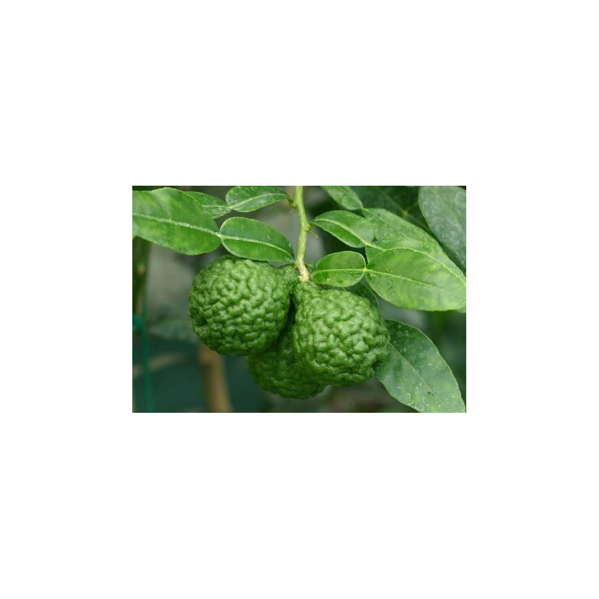 Citrónovník tŕnitý - Gáfrová limetka - Citrus hystrix - semená limetky - 3 ks