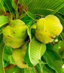 Dilenia indická - Dillenia indica - semená dilenie - 6 ks