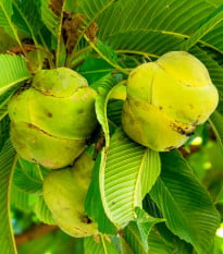 Dilenia indická - Dillenia indica - semená dilenie - 12 ks