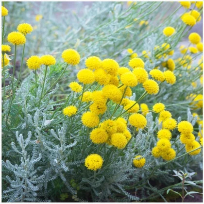 Santolína rozmarínolistá - Santolina rosmarinifolia - semená santolíny - 5 ks