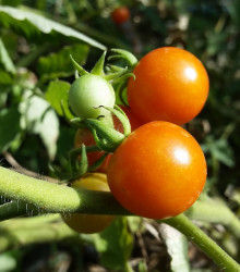 Paradajka kolíková Moneymaker - predaj semien paradajok 20 ks