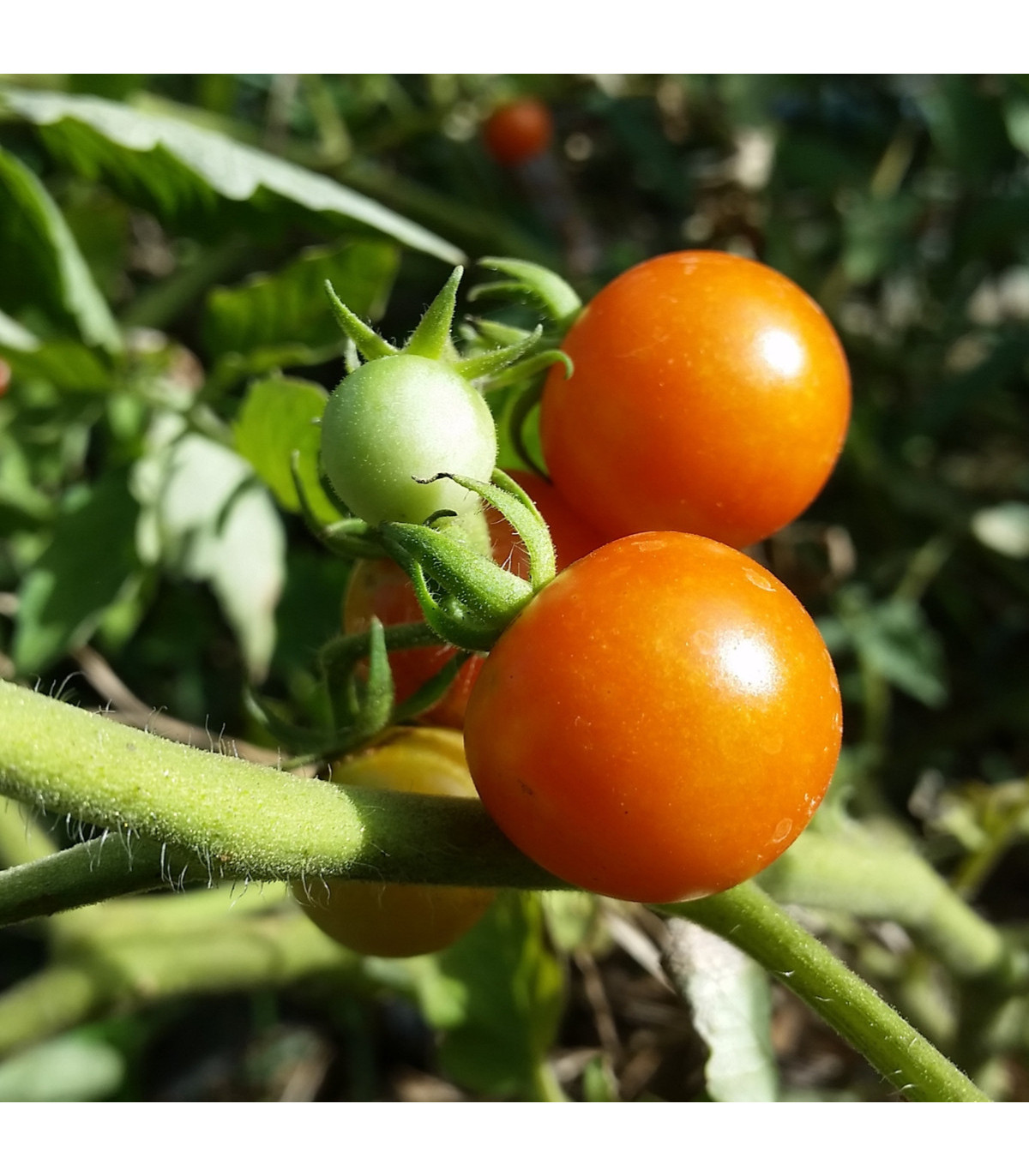 Paradajka Moneymaker - Solanum lycopersicum - semená paradajky - 20 ks