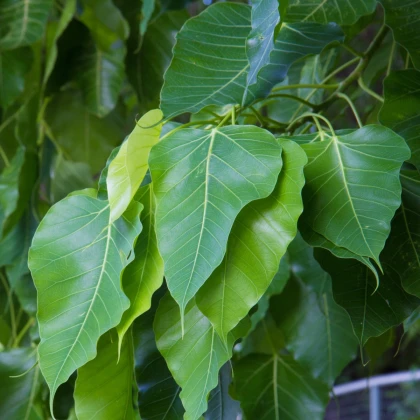 Figovník posvätný - Ficus religiosa - semená figovníka - 5 ks