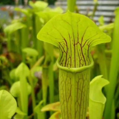 Saracénia krídlatá - Sarracenia alata - semená - 12 ks