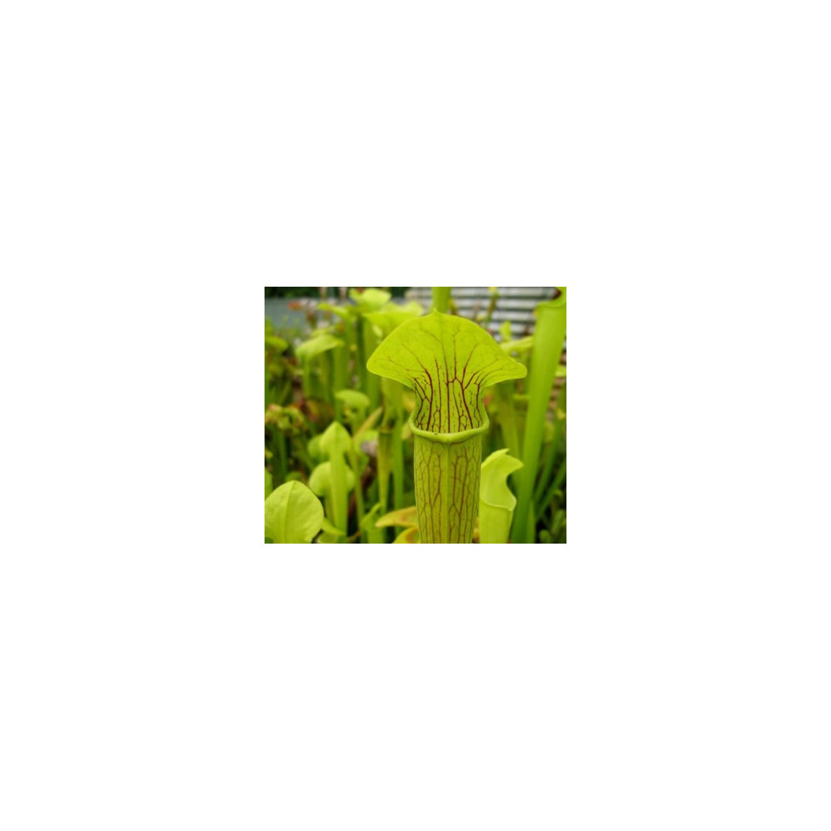 Saracénia krídlatá - Sarracenia alata - semená - 12 ks