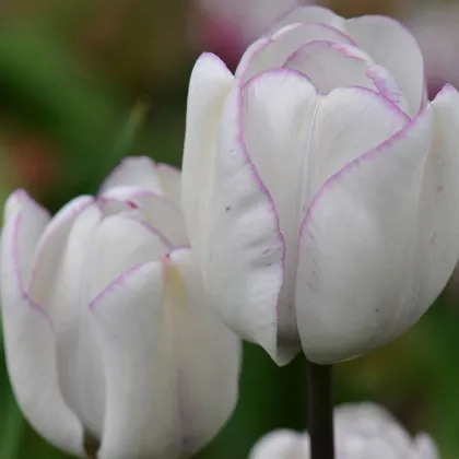Tulipán Shirley - Tulipa - cibuľoviny - 3 ks