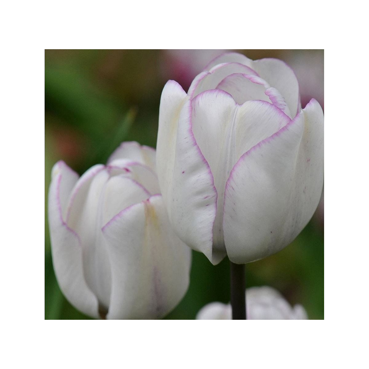 Tulipán Shirley - Tulipa - cibuľoviny - 3 ks