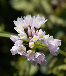 Okrasný cesnak ružový - Allium roseum - cibuľoviny - 3 ks