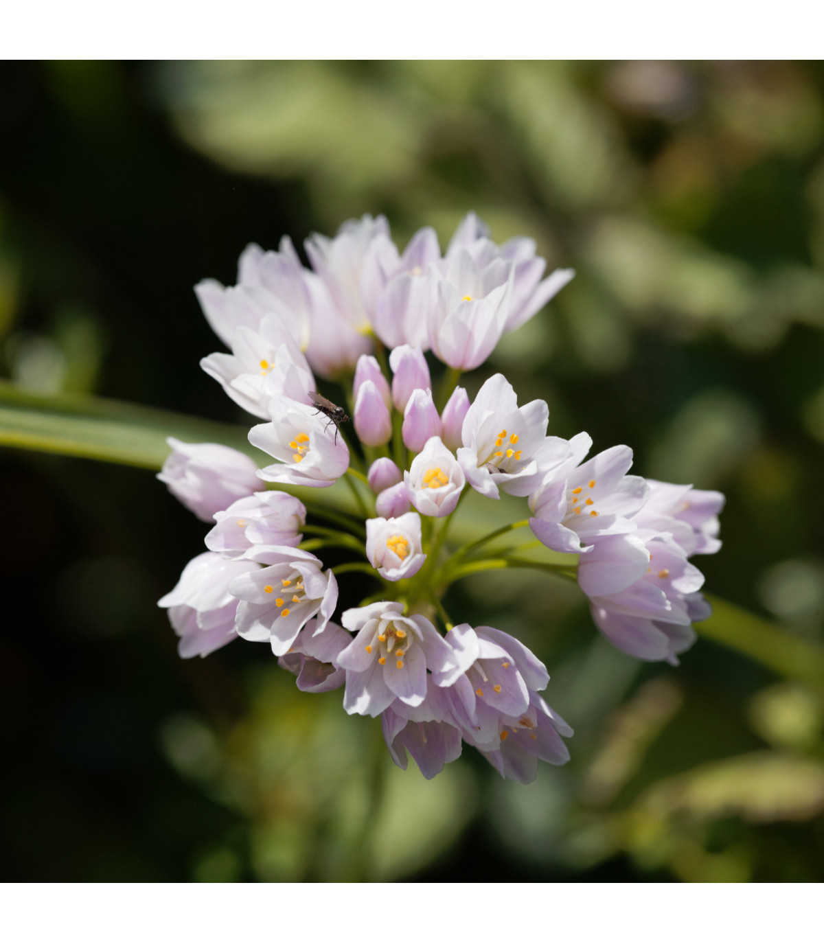 Okrasný cesnak ružový - Allium roseum - cibuľoviny - 3 ks