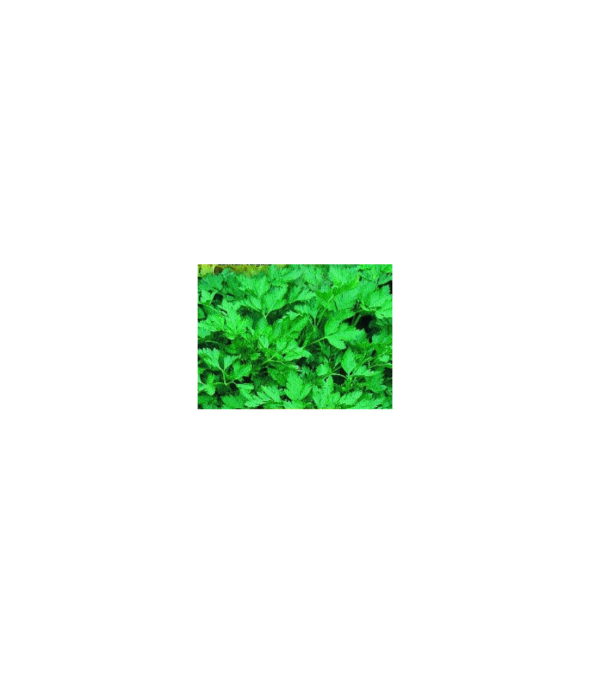 BIO Petržlen vňaťový hladký - Petroselinum crispum - bio semená petržlenu - 3 g