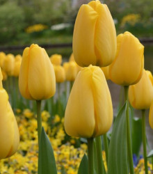 Tulipán Golden Parade - Cibule tulipánov - Jesenné cibuľoviny - 3 ks