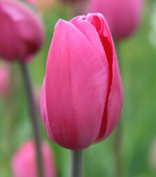 Tulipán Don Quichote - Cibule tulipánov - Jesenné cibuľoviny - 3 ks