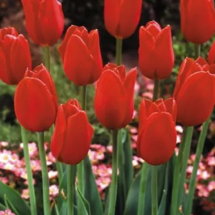 Tulipán Blood Red - Tulipa - cibuľoviny - 3 ks