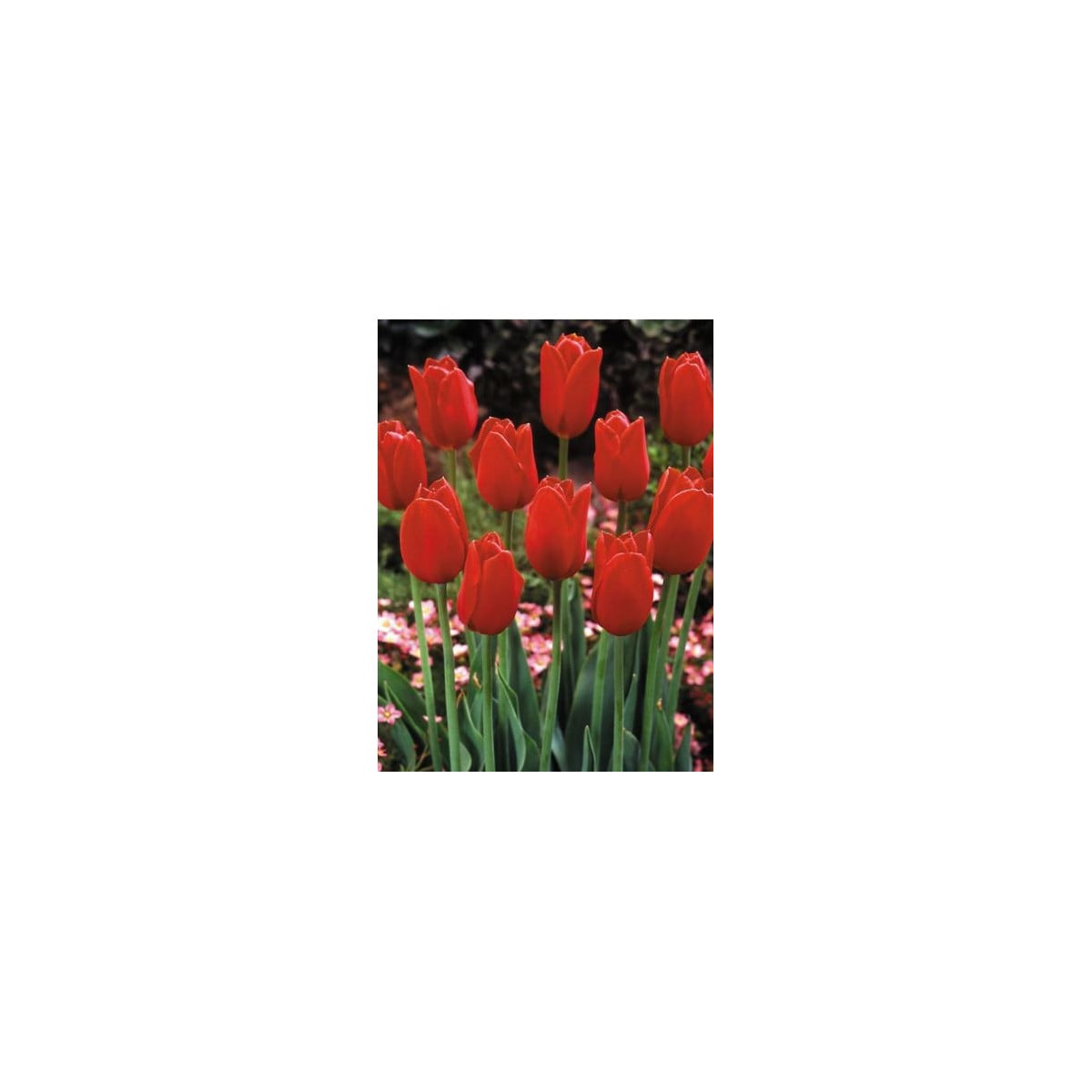 Tulipán Blood Red - Tulipa - cibuľoviny - 3 ks