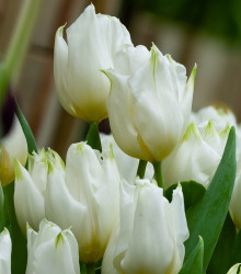 Tulipán Agrass White - Cibule tulipánov - Jesenné cibuľoviny - 3 ks
