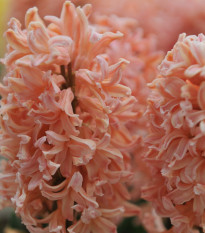 Hyacint Gipsy Queen - Hyacinthus L. - cibuľa hyacintu - 1 ks