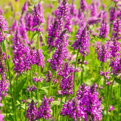 Betonika lekárska - Betonica officinalis - semená betoniky - 20 ks