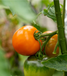 Paradajka Wellington F1 - Solanum Lycopersicum - Kolíková paradajka - Semená paradajok - 7 ks