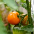 Paradajka Wellington F1 - Solanum lycopersicum - semená paradajky - 7 ks