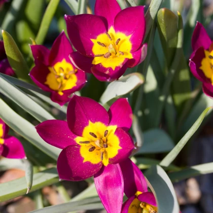 Tulipán nízky Eastern Star - cibuľky tulipánov - 3 ks