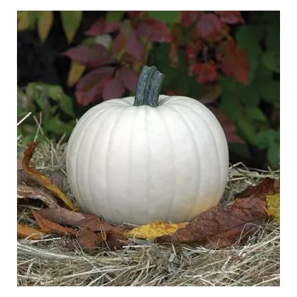 Tekvica Moonshine F1 - Cucurbita pepo - semená tekvica - 12 ks
