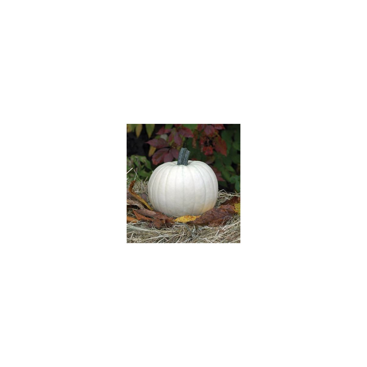 Tekvica Moonshine F1 - Cucurbita pepo - semená tekvica - 12 ks