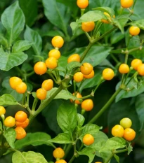 Chilli Aji Charapita Yellow - Capsicum Chinense - semená chilli - 7 ks