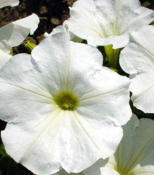 Petúnia biela nízka Snowball - Petunia nana compacta - Semená - 20 ks