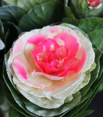 Okrasná kapusta Crane F1 Bicolor - Brassica Oleracea - semená okrasnej kapusty - 20 ks