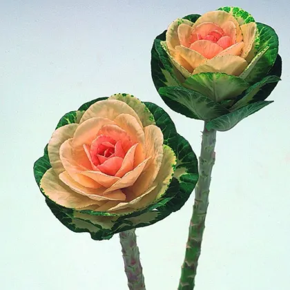 Okrasná kapusta Sunrise - Brassica Oleracea - semená - 20 ks